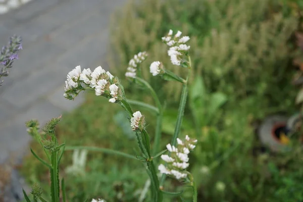 ハマグリ科の草本植物で クリーバー クリーバー キャッチウィードなどの一般的な名前を持つガリウムアパートラインは 毎年草本植物です ドイツ ベルリン — ストック写真