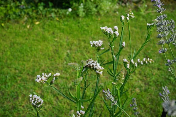 Galium Aparine Mit Gebräuchlichen Namen Wie Kleeblätter Clivers Catchweed Und — Stockfoto