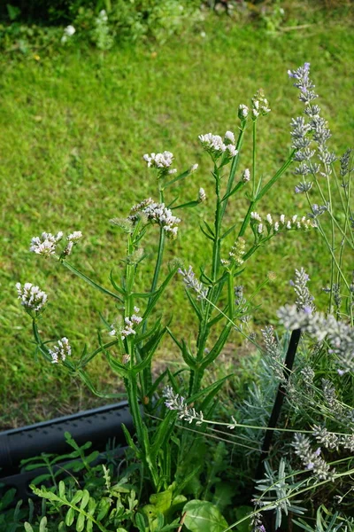 ハマグリ科の草本植物で クリーバー クリーバー キャッチウィードなどの一般的な名前を持つガリウムアパートラインは 毎年草本植物です ドイツ ベルリン — ストック写真