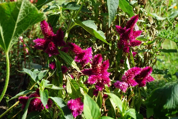 Celosia Spicata Bloeit Augustus Celosia Een Geslacht Uit Amaranthfamilie Amaranthaceae — Stockfoto