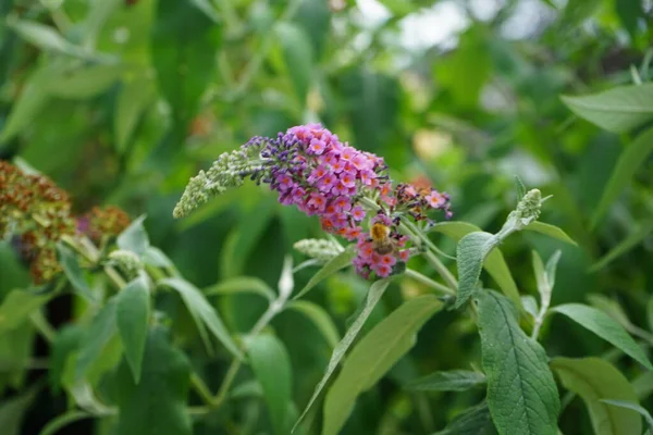 蜂はBuddleja Davidii 花の力 の花に座っています 比類のない色の組み合わせで 深いオレンジを咲かせる青い芽 Buddleja Davidii 花の力 は庭のための最も美しい観賞用低木の1つです — ストック写真