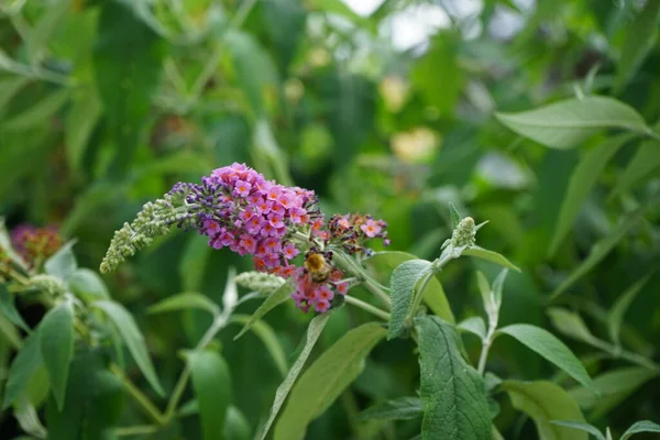 蜂はBuddleja Davidii 花の力 の花に座っています 比類のない色の組み合わせで 深いオレンジを咲かせる青い芽 Buddleja Davidii 花の力 は庭のための最も美しい観賞用低木の1つです — ストック写真