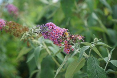 Arı, Buddleja Daviddii 