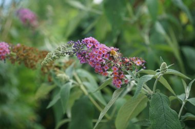 Arı, Buddleja Daviddii 