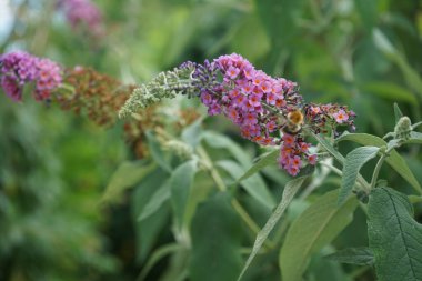Arı, Buddleja Daviddii 
