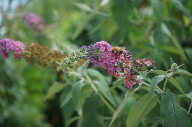 Arı, Buddleja Daviddii 