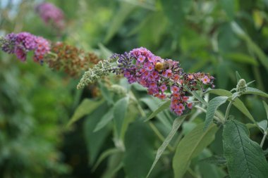 Arı, Buddleja Daviddii 