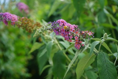 Arı, Buddleja Daviddii 