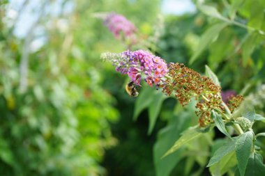 Arı, Buddleja Daviddii 