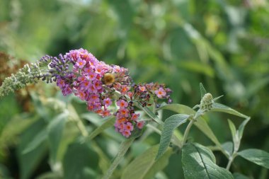 Arı, Buddleja Daviddii 