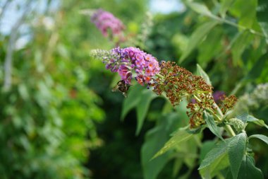 Arı, Buddleja Daviddii 