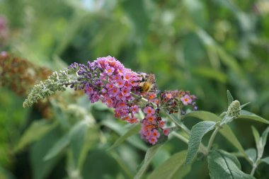 Arı, Buddleja Daviddii 