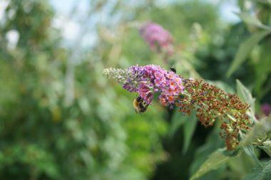 Arı, Buddleja Daviddii 