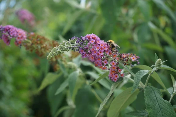 Abeja Sienta Sobre Las Flores Buddleja Davidii Flower Power Con — Foto de Stock