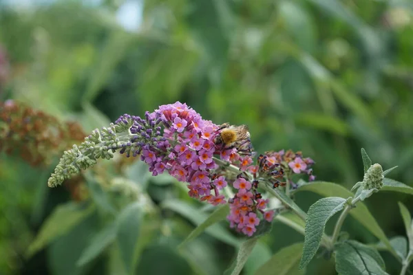 蜂はBuddleja Davidii 花の力 の花に座っています 比類のない色の組み合わせで 深いオレンジを咲かせる青い芽 Buddleja Davidii 花の力 は庭のための最も美しい観賞用低木の1つです — ストック写真