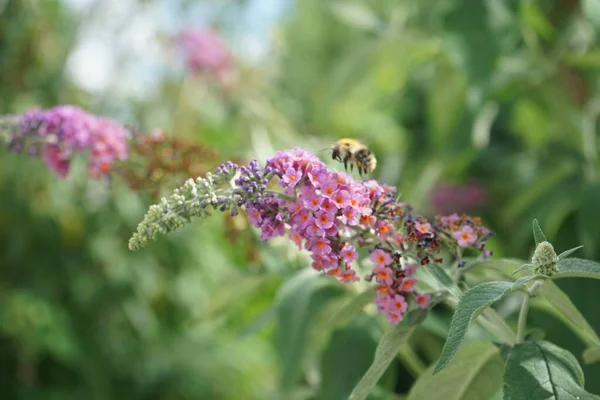 Die Biene Sitzt Auf Buddleja Davidii Flower Power Blüten Mit — Stockfoto