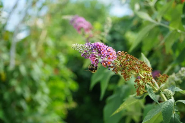 Die Biene Sitzt Auf Buddleja Davidii Flower Power Blüten Mit — Stockfoto