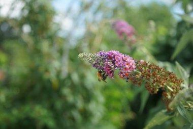 Arı, Buddleja Daviddii 