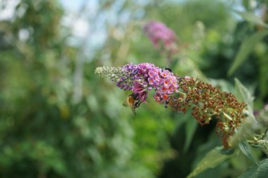 Arı, Buddleja Daviddii 