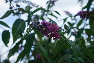Arı, Buddleja Daviddii 