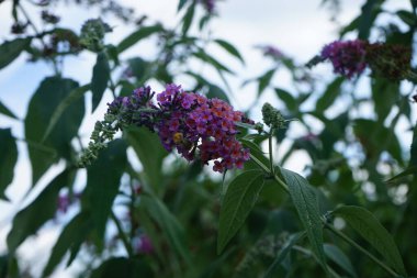Arı, Buddleja Daviddii 