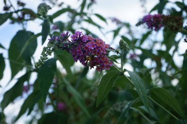 Arı, Buddleja Daviddii 