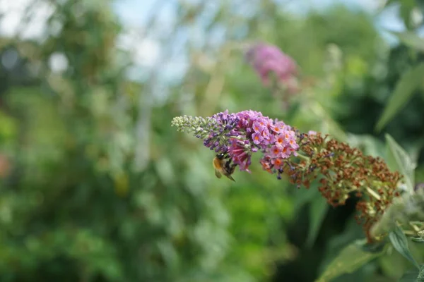 蜂はBuddleja Davidii 花の力 の花に座っています 比類のない色の組み合わせで 深いオレンジを咲かせる青い芽 Buddleja Davidii 花の力 は庭のための最も美しい観賞用低木の1つです — ストック写真