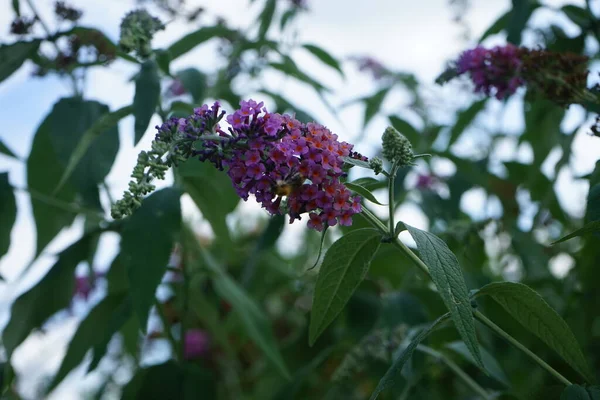 Abeja Sienta Sobre Las Flores Buddleja Davidii Flower Power Con —  Fotos de Stock