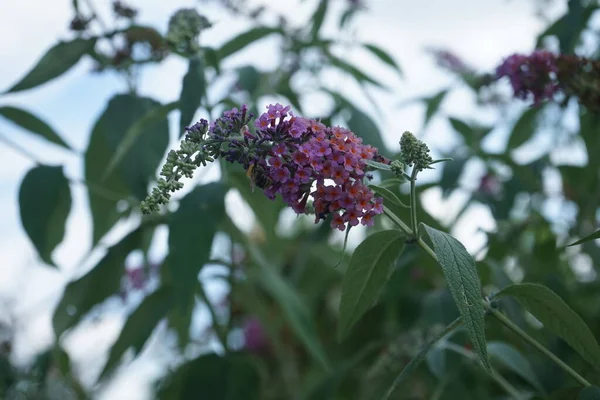 蜂はBuddleja Davidii 花の力 の花に座っています 比類のない色の組み合わせで 深いオレンジを咲かせる青い芽 Buddleja Davidii 花の力 は庭のための最も美しい観賞用低木の1つです — ストック写真