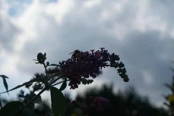 Пчела Сидит Цветах Buddleja Davidii Flower Power Непревзойденным Сочетанием Цветов — стоковое фото