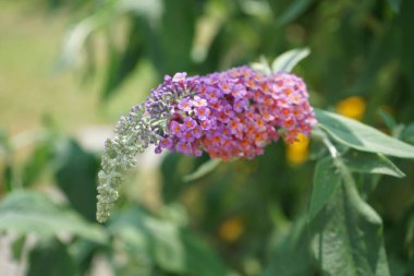 Benzersiz bir renk kombinasyonuyla, koyu turuncu açan mavi tomurcuklar ile, Buddleja davidii 