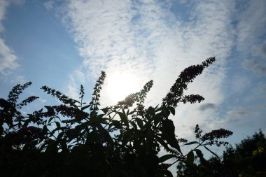 Benzersiz bir renk kombinasyonuyla, koyu turuncu açan mavi tomurcuklar ile, Buddleja davidii 