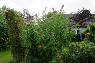 Benzersiz bir renk kombinasyonuyla, koyu turuncu açan mavi tomurcuklar ile, Buddleja davidii 