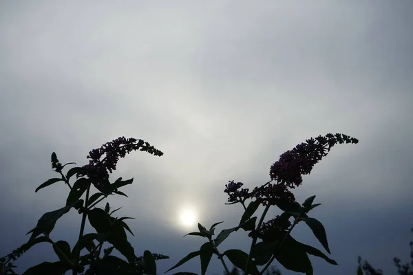 Jedinečnou Kombinací Barev Modrých Pupenů Které Kvetou Sytě Oranžové Buddleja — Stock fotografie