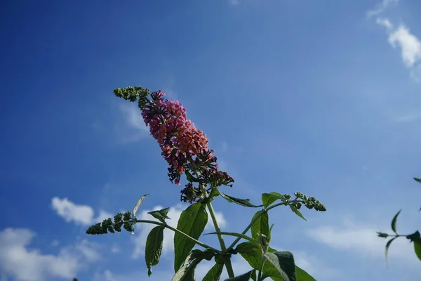 Páratlan Színkombináció Kék Rügyek Hogy Virágzik Mély Narancs Buddleja Davidii — Stock Fotó