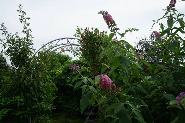 比類のない色の組み合わせで 深いオレンジを咲かせる青い芽 Buddleja Davidii 花の力 は庭のための最も美しい観賞用低木の1つです ドイツ ベルリン — ストック写真