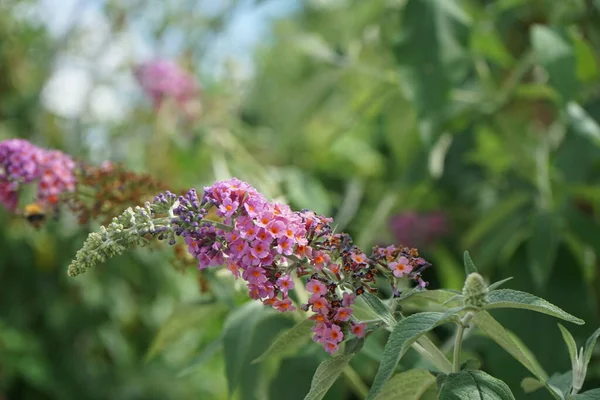 Niezrównaną Kombinacją Kolorów Niebieskie Pąki Które Kwitną Głęboko Pomarańczowy Buddleja — Zdjęcie stockowe