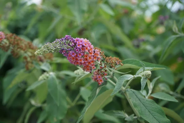 Benzersiz bir renk kombinasyonuyla, koyu turuncu açan mavi tomurcuklar ile, Buddleja davidii 