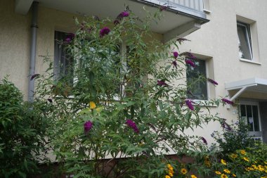 Koyu mor Buda ağustosta çiçek açar. Buddleja davidii ya da Buddleia davidii, Scrophulariaceae familyasından bir bitki türü. Berlin, Almanya