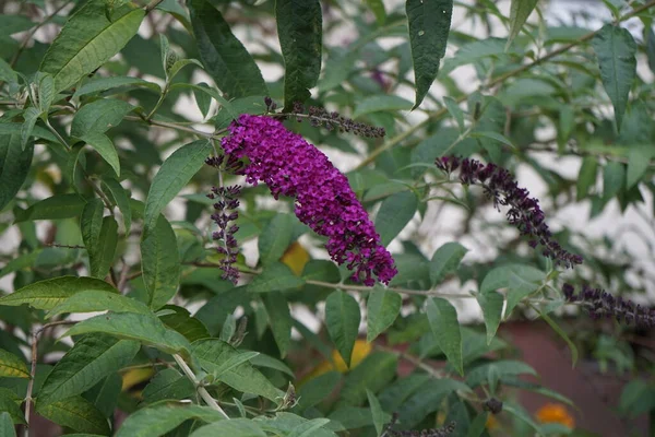 The deep purple Buddleja blooms in August. Buddleja davidii, Buddleia davidii, summer lilac, butterfly-bush, or orange eye, is a species of flowering plant in the family Scrophulariaceae. Berlin, Germany