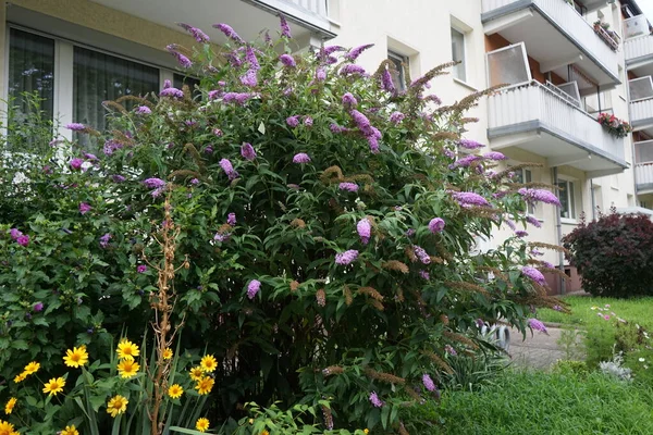 Açık mor Buda ağustosta çiçek açar. Buddleja davidii ya da Buddleia davidii, Scrophulariaceae familyasından bir bitki türü. Berlin, Almanya