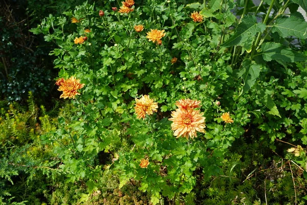 冬寒的桔红色菊花在花园里 有时被称为木乃伊或菊花 是菊科菊花属的开花植物 德国柏林 — 图库照片