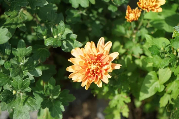 Winterharde Oranje Chrysanten Tuin Chrysanten Ook Wel Mumingtons Chrysanten Genoemd — Stockfoto