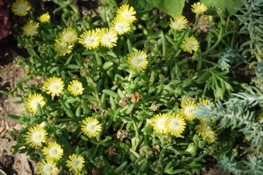 Delosperma cooperi blooms yellow-white flowers in the garden in August. Delosperma is a genus of succulent plants, formerly included in Mesembryanthemum in the family Aizoaceae. Berlin, Germany clipart