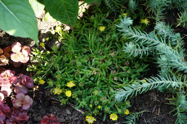 Delosperma Cooperi Kvete Žlutobílé Květy Zahradě Srpnu Delosperma Rod Šťavnatých — Stock fotografie