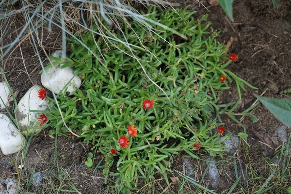 Delosperma Cooperi Kwitnie Pomarańczowo Różowe Kwiaty Ogrodzie Sierpniu Delosperma Rodzaj — Zdjęcie stockowe