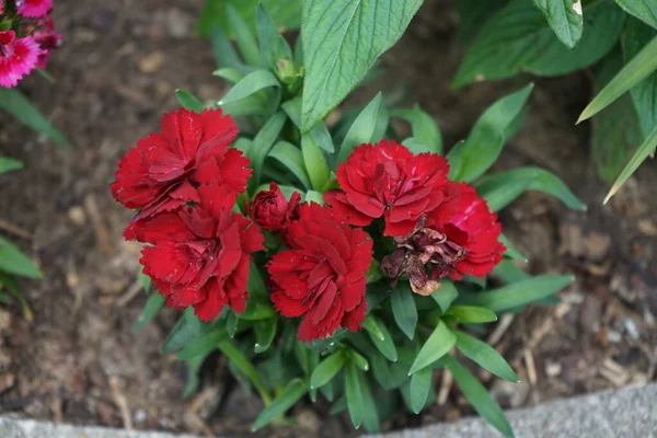 Wykwintne Czerwone Kwiaty Dianthus Ogrodzie Dianthus Rodzaj Roślin Rodziny Karyophyllaceae — Zdjęcie stockowe