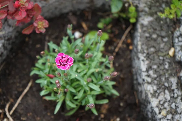 精致的Dianthus Caryophyllus Pink亲吻花园里的花朵 菊科植物是菊科植物中的一种开花植物 德国柏林 — 图库照片