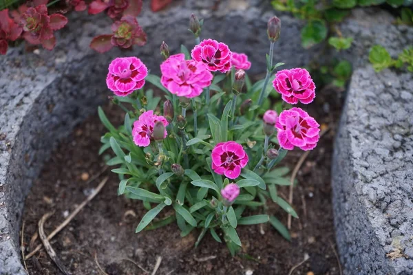 Enfes Dianthus caryophyllus Pembesi bahçede çiçekleri öper. Dianthus, Caryophyllaceae familyasından bir bitki cinsidir. Berlin, Almanya 