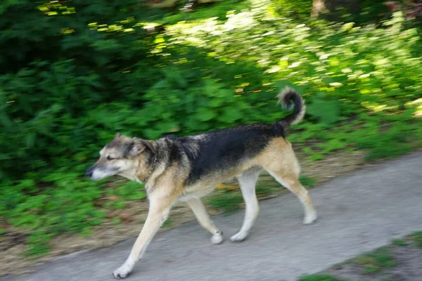 Dog Walk Banks Wuhle River Berlin Germany — Stock Photo, Image